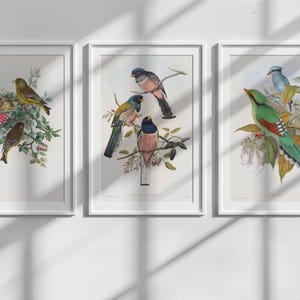 Vintage Bird and Botanical Print Set of 3, Giclee, Art Prints, Vintage Botanical Prints, Wall Art, Vintage Bird Art, French Art Decor