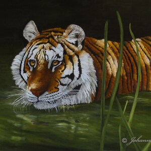 Tiger Swimming Giclee Print: Exotic Animal Fine Art