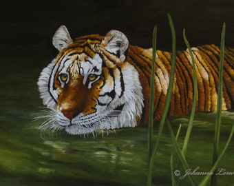 Fine Art Print “Intrigued - Tiger” 8” x 16” Stalking, Wall Hanging, Home Decor by Johanna Lerwick