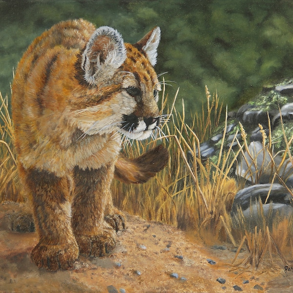 Mountain Lion Art, Puma, Cougar Cub, Original Oil Painting, Wildlife Art, Animal Painting, Home Decor, by Johanna Lerwick Wildlife Artist