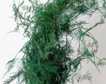 Asparagus green preserved, dried flower, fern preserved, kokedama art, DYI projet