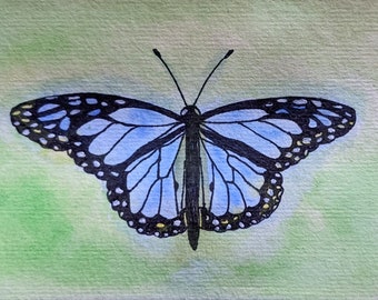 Butterfly, Blue Morpho Butterfly, Butterfly artwork, Butterfly painting, Butterfly décor, Butterflies