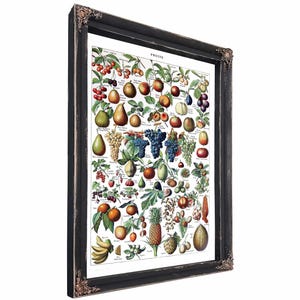 Vintage Illustration of Fruits, French Poster by Adolphe Millot Framed Art - Kitchen Art