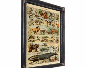 洋書 CLASSIC NATURAL HISTORY PRINTS MAMMALS 洋書 CLASSIC NATURAL HISTORY PRINTS MAMMALS 1922 Vintage