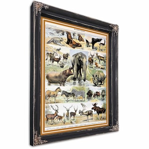 Mammals Framed Art - Vintage Animal Print