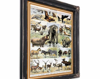 Mammals Illustrated Print - Mammals Illustration Animal Print