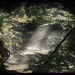 The Bridge in the Forest