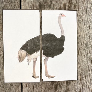 Op de afbeelding: Een zwart-witte struisvogel met een lange nek en lange poten staat op een witte achtergrond.