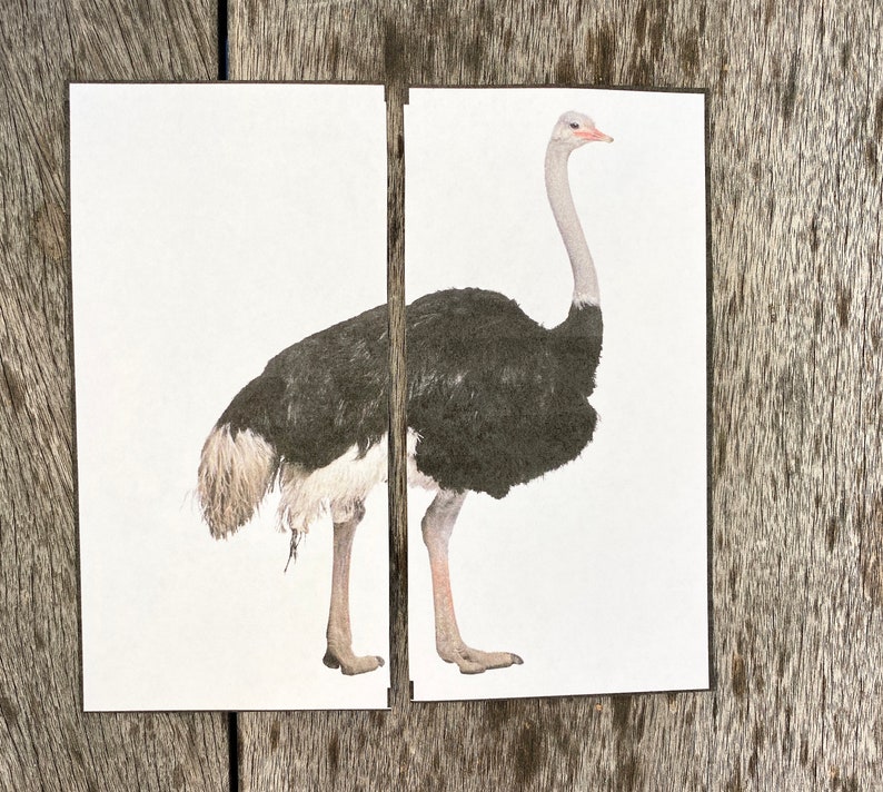 Op de afbeelding: Een zwart-witte struisvogel met een lange nek en lange poten staat op een witte achtergrond.
