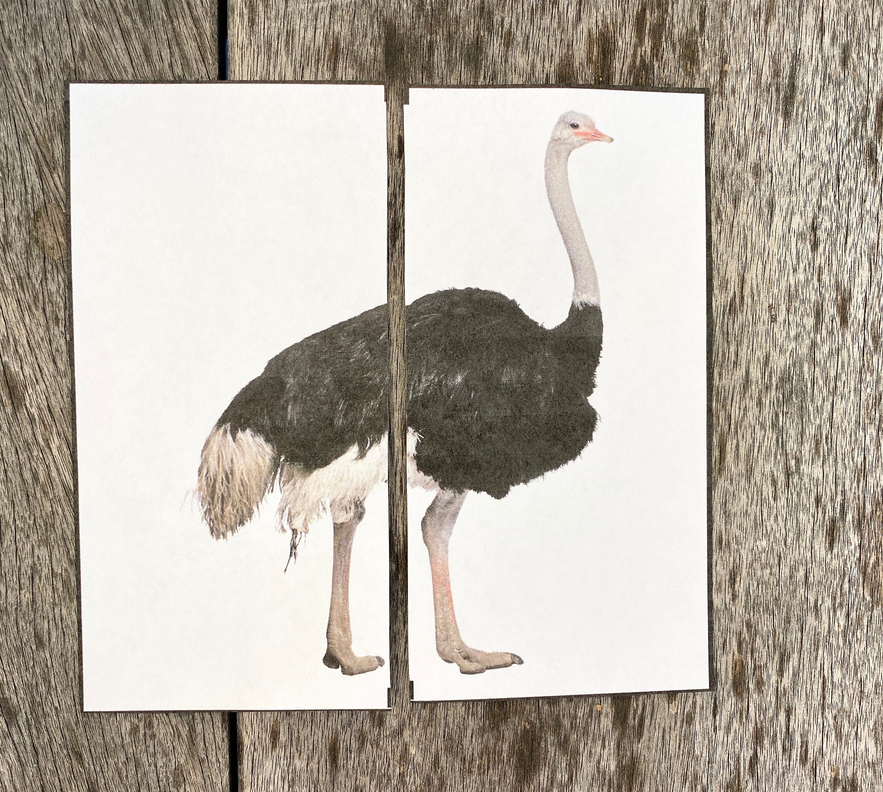 Printable Animal Matching Activity - Toddler & Preschool Printables ...