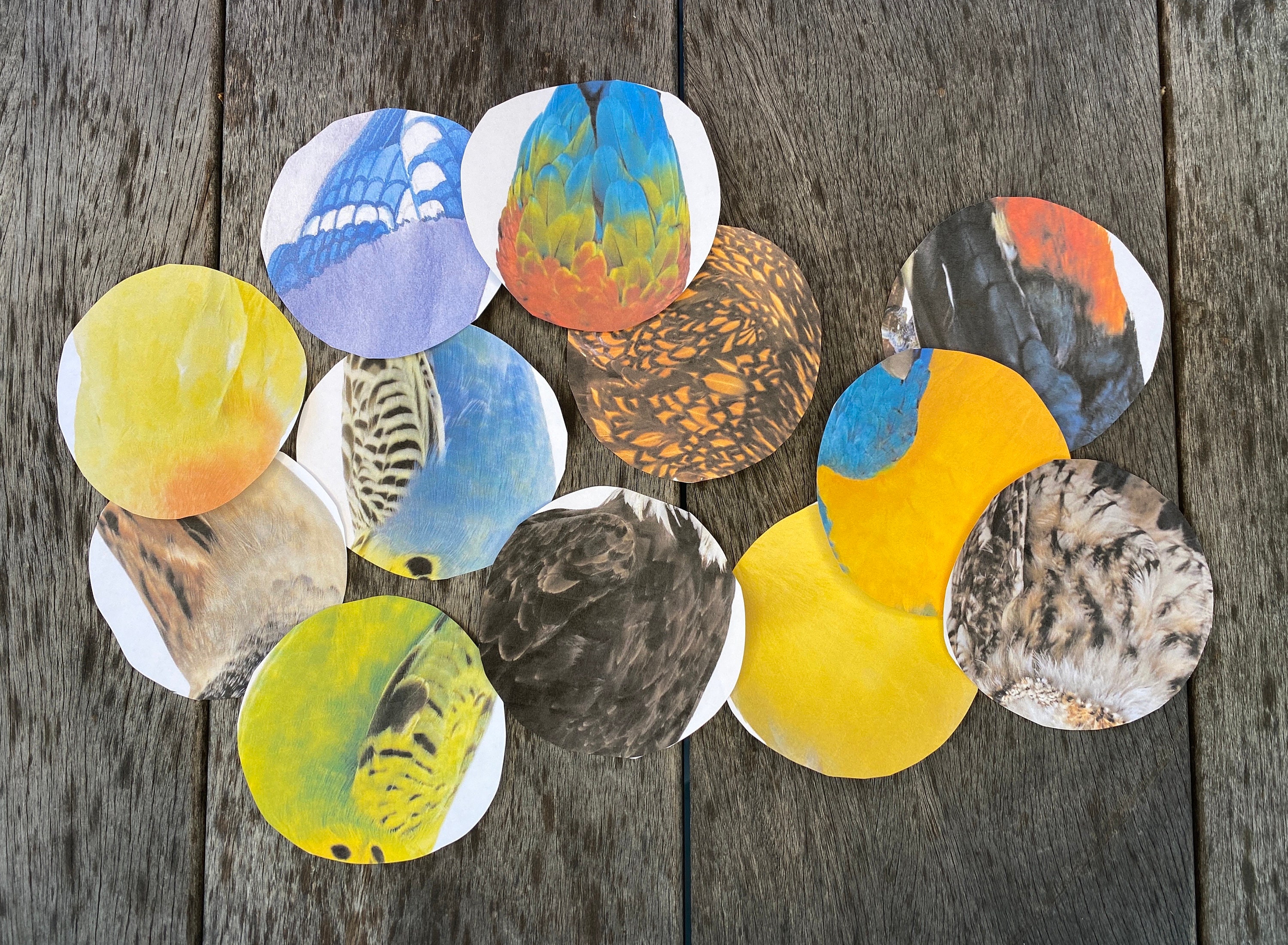 Printable Bird Matching Game: Toddler & Preschool Activity (PDF) - Etsy