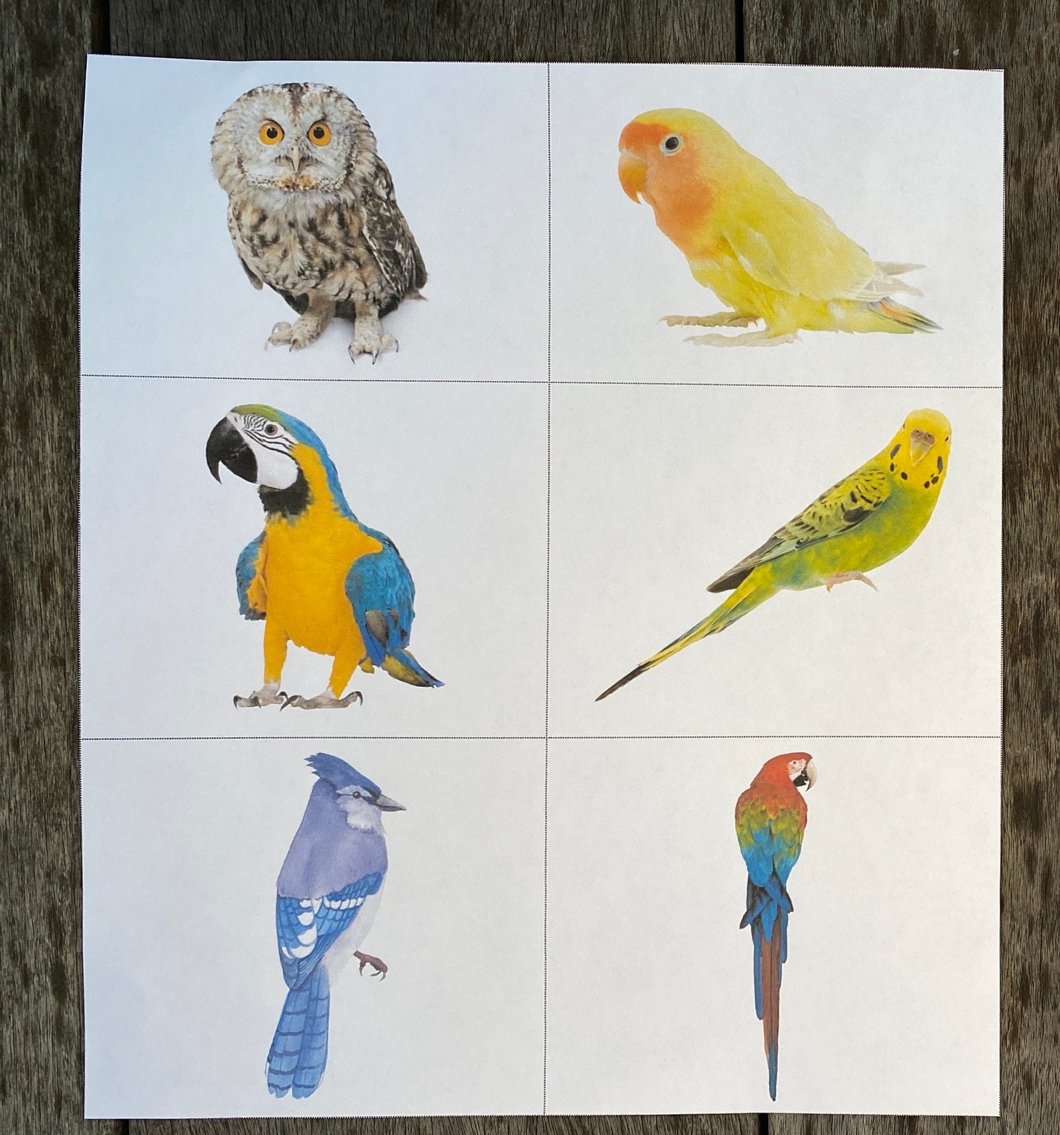Printable Bird Matching Game: Toddler & Preschool Activity (PDF) - Etsy