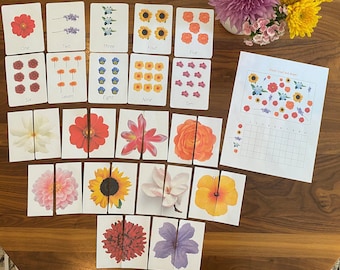 Può includere: Un set di dieci flashcard di fiori con i numeri da uno a dieci. Ogni carta presenta un fiore diverso con il numero corrispondente di fiori sulla carta. C'è anche una griglia vuota con i numeri da uno a dieci e una carta separata con una varietà di fiori.
