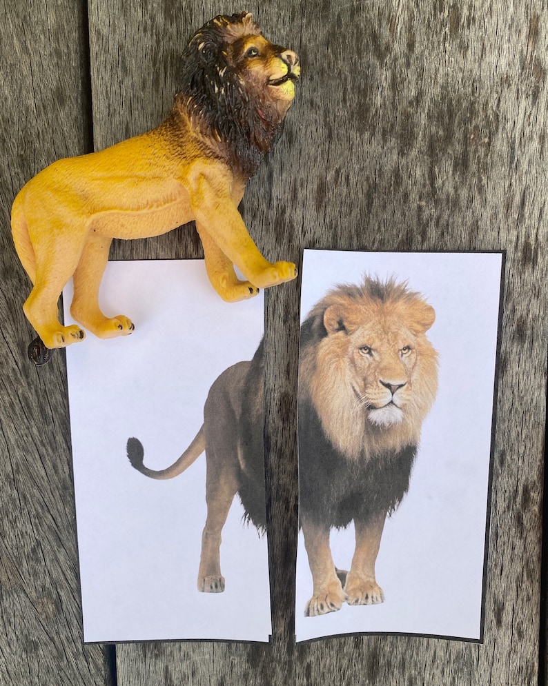 Op de afbeelding: Twee afbeeldingen van leeuwen. De eerste afbeelding is een speelgoedleeuwenfiguur met een bruin lichaam en een zwarte manen. De tweede afbeelding is een foto van een leeuw met een bruin lichaam en een zwarte manen.