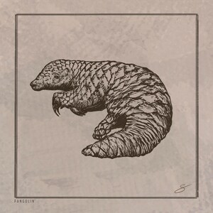 Pangolin Illustration Printable Wildlife Art Digital Download Nature Wall Decor Endangered Animal Print Exotic Creature Instant Artwork