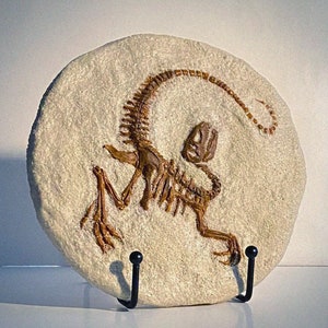 Velociraptor skeleton - fossil - Jurassic Park
