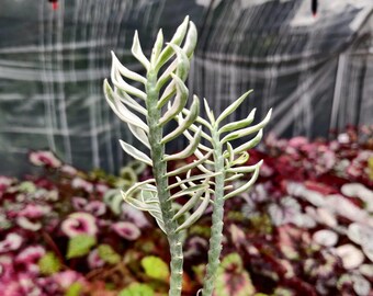 Dwarf Variegated Devil's Backbone (Pedilanthus 'Nana Compacta')