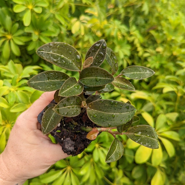 Ludisia discolor var. Nigricans