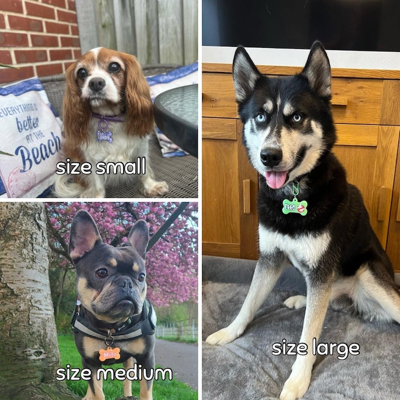 Puede incluir: Tres perros de diferentes razas, cada uno con una etiqueta personalizada. Las etiquetas indican el tama&ntilde;o: peque&ntilde;o, mediano y grande. Los perros est&aacute;n en diferentes entornos interiores y exteriores.