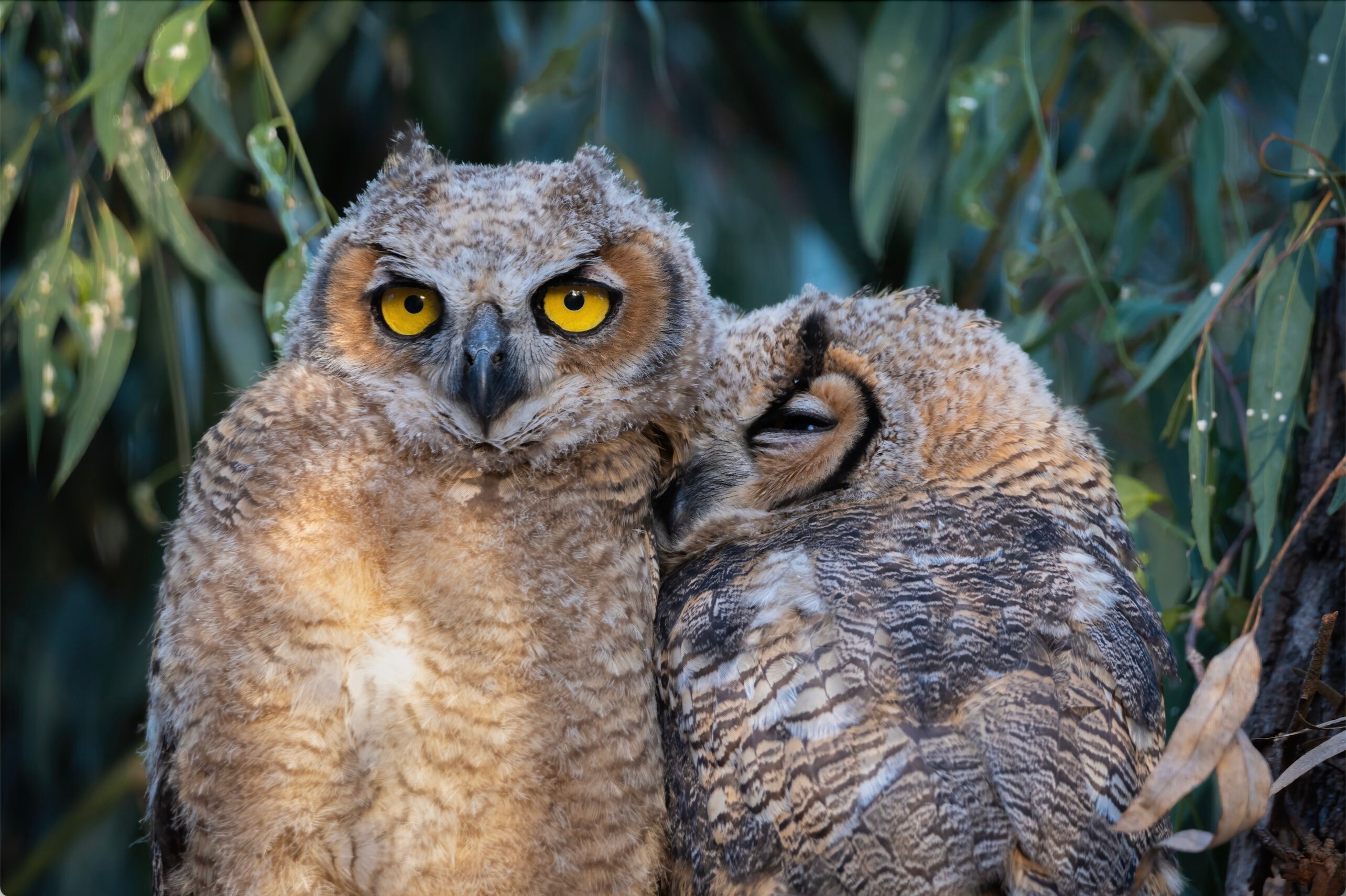 Cuddling Owls