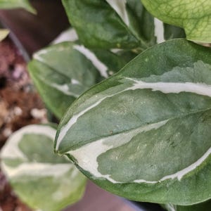 Surprise Pothos Plant Cutting: Rooted or Unrooted Tropical Variety