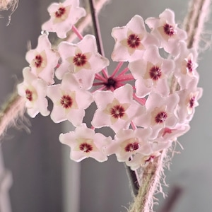 Pack de démarrage de boutures Hoya : plante tropicale surprise