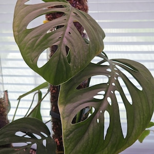 May include: A close-up of a Monstera plant with large, green leaves that have holes cut out of them. The plant is growing up a moss-covered pole.
