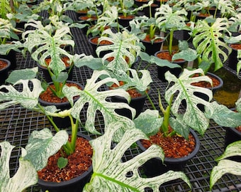 Mudas de Monstera Devil Monster, planta arácea variegada em branco e verde.