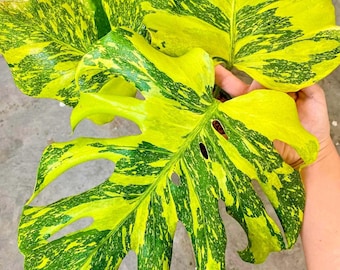 Monstera Electrolyte King Cutting, Yellow Green Variegated Monstera, Rare Aroid Plant, Tropical Collector Foliage