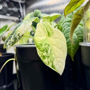 Alocasia melo albo - Etsy 日本