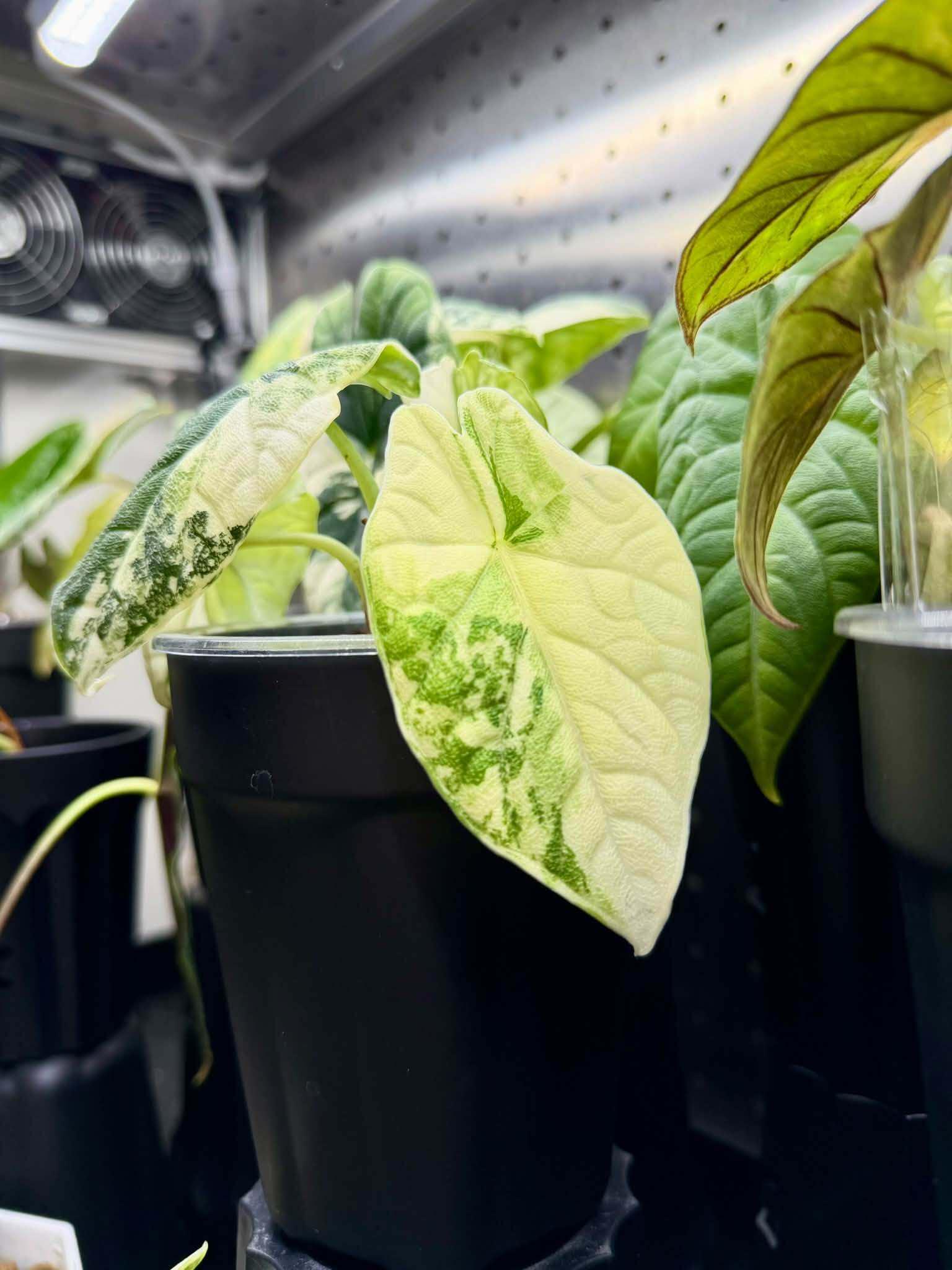 Alocasia melo albo - Etsy 日本