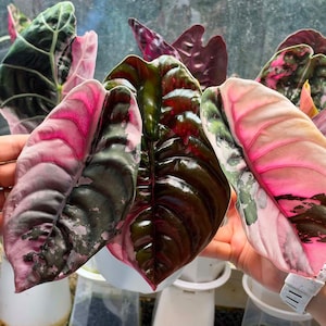 Alocasia pink venom - Etsy 日本