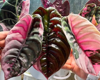 Alocasia Cuprea Pink Plant  Pink Variegated Alocasia Rare Aroid Plant, Pink Burgundy Foliage Tropical Plant Collector Gift