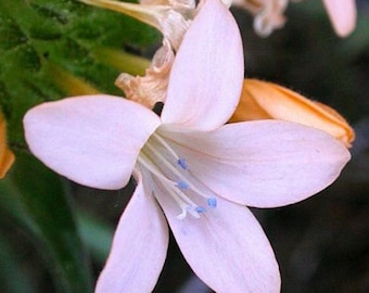 Large Flowered Phlox (Collomia grandiflora) 100+ seeds. ANNUAL seeds