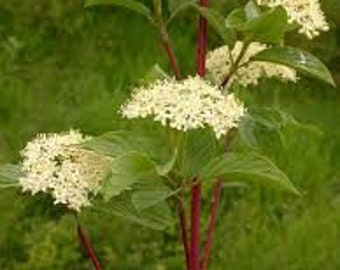 Red Osier Dogwood (Cornus sericea) 35 seeds