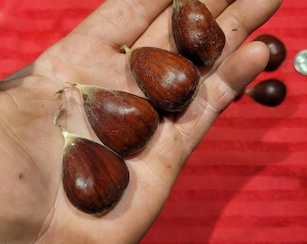 Chestnut-Layeroka. SEEDS. Float tested. Kept cold and moist.