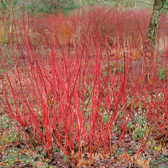 Red Twig/Red Osier Dogwood.  Seeds (Cornus sericea)  Perennial seeds