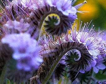 Lacy phacelia (Phacelia tanacetifolia) 100+ seeds. Annual seeds