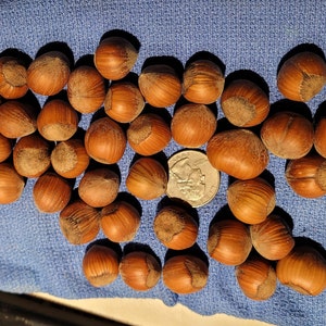 Hazelnut Seeds for Planting - Etsy