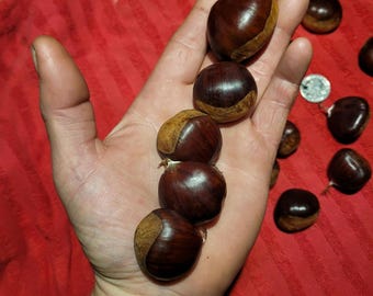 Chestnut- Silverleaf/Eurobella SEEDS. Float tested and kept cold.