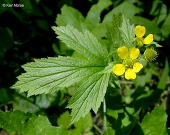 Large-Leaved Avens (Guem macrophyllum) 75 seeds. Perennial seeds