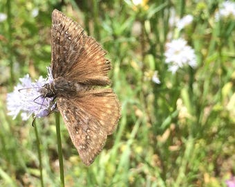 Globe Gilia, Bluehead Gilia (Gilia capitata) 100+ Seeds. ANNUAL seeds