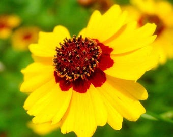 Tall Plains Coreopsis (Coreopsis tinctoria) Seeds. ANNUAL seeds.