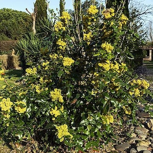 Tall Oregon grape (Mahonia aquifolium) 40 seeds