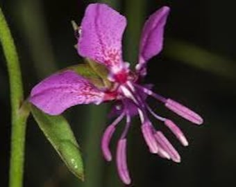 Diamond Clarkia (Clarkia rhomboidea)100+ seeds. ANNUAL seeds