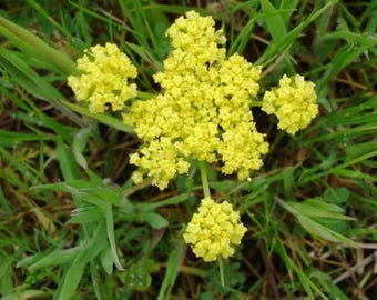 Spring Gold (Lomatium utriculatum) 75 seeds. Perennial seeds