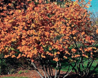 American Hazelnut (Corylus americana).  Bareroot seedlings. 1 year old. 12+ inches tall. Air prune grown.