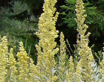 California Mugwort (Artemisia douglasiana) 100 seeds. Perennial seeds. Tiny seeds in chaff.