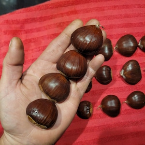 May include: Several shiny, brown chestnuts are held in a hand, with more scattered on a red surface. The chestnuts have a smooth, rounded shape and a rich, dark brown color, suggesting they are fresh and ripe.