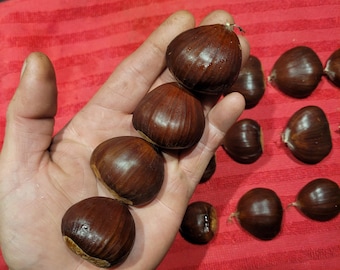 Chestnut-Bouche de Betizac SEEDS. Float tested. Kept cold and moist.